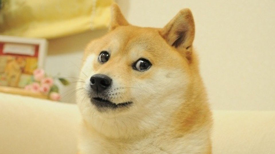 Kabosu in the 2010 family-blog photograph that became Doge