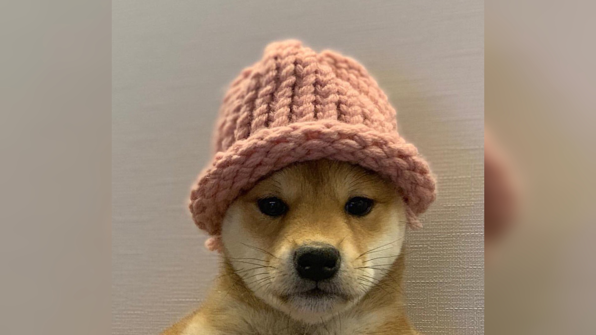 Achi the Shiba Inu wearing the pink knitted hat used for dogwifhat