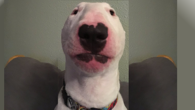 Nelson the bull terrier in the source photograph later known as Walter